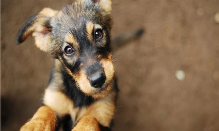 ಯಲಹಂಕ: ನಾಯಿಮರಿಗಳ ಸರಣಿ ಹಂತಕನ ಪತ್ತೆಗೆ ಪೊಲೀಸರ ಹುಡುಕಾಟ