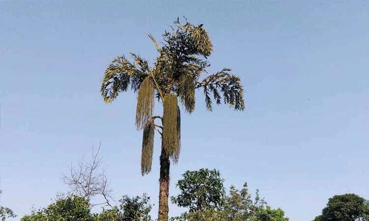 ಮಲೆನಾಡಿನ ಬೈನೆ ಬಡವರ ಪಾಲಿನ ಕಲ್ಪವೃಕ್ಷ