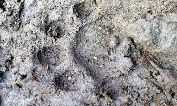 ತಿಂಗಳಿಂದ ನಿರಂತರ ಚಿರತೆ ದಾಳಿ