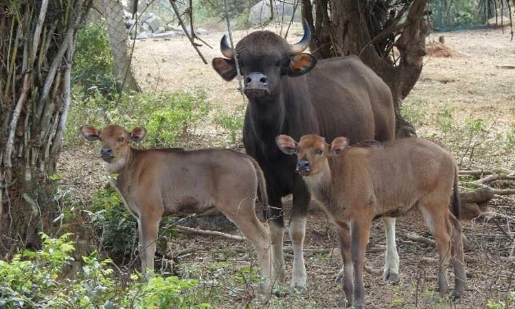 ಎರಡು ಕಾಡೆಮ್ಮೆ ಮರಿಗಳ ಜನನ