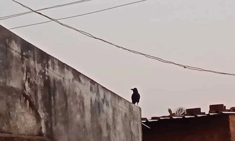 ಕಾಗೆಯ ಸೇಡು? : ಮನೆಯಿಂದ ಹೊರ ಬಂದ್ರೆ ತಲೆಗೇ ಕುಕ್ಕುತ್ತೆ ಈ ಕಾಗೆ.!