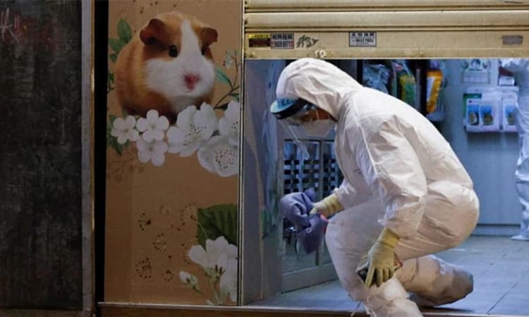 ಕೋವಿಡ್‌ ಸೋಂಕು: 2,200 ಹ್ಯಾಮ್‌ಸ್ಟರ್‌ಗಳ ಹತ್ಯೆ