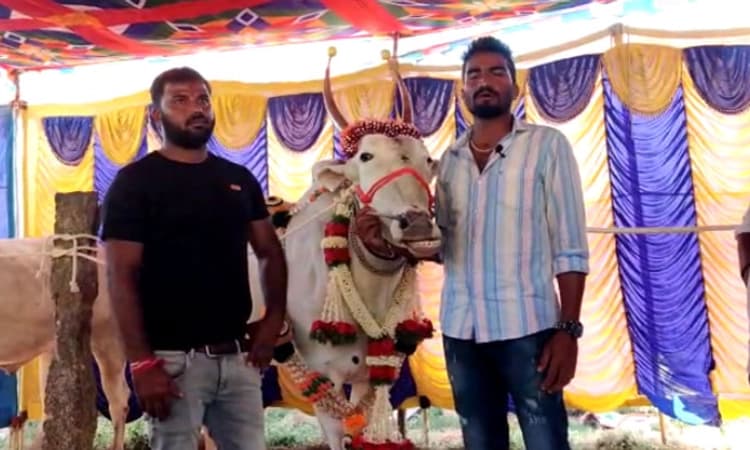 ಶ್ರೀರಂಗಪಟ್ಟಣ: ದಾಖಲೆ ಬೆಲೆಗೆ ಮಾರಾಟವಾದ ಹಳ್ಳಿಕಾರ್ ಎತ್ತು