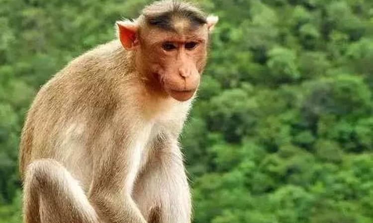 ಪಶ್ಚಿಮ ಘಟ್ಟದ ತಪ್ಪಲು ಗ್ರಾಮಗಳಲ್ಲಿ ಮುನ್ನೆಚ್ಚರಿಕೆ ಅಗತ್ಯ