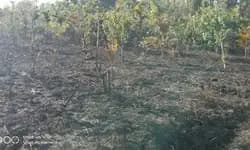 ಬೆಂಕಿ ಅವಘಡ: ಕೃಷಿಭೂಮಿ ಬೆಂಕಿಗಾಹುತಿ