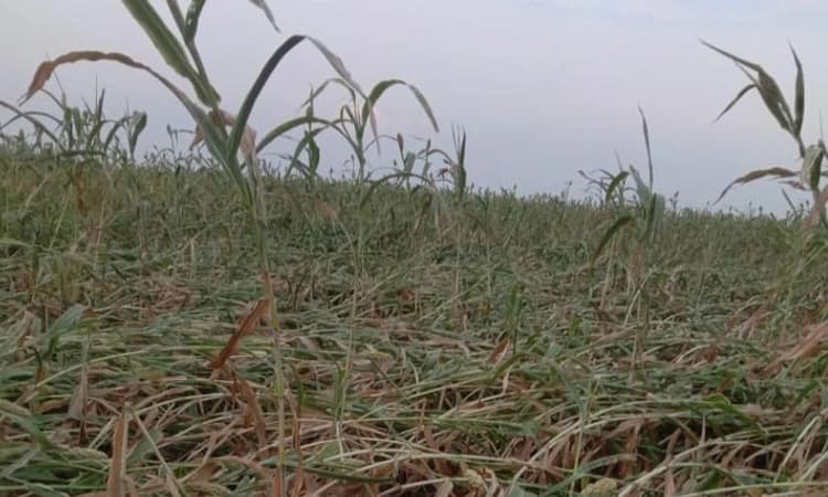 ಬಿರುಗಾಳಿಗೆ ನೆಲಕಚ್ಚಿದ ಜೋಳ