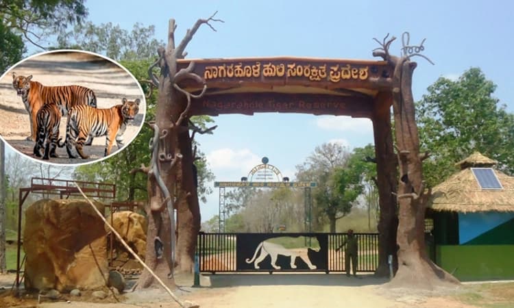 ಹುಣಸೂರು : ನಾಗರಹೊಳೆ ಸಂರಕ್ಷಿತ ಪ್ರದೇಶದಲ್ಲಿ ಹುಲಿ ಗಣತಿಗೆ ಸಕಲ ಸಿದ್ದತೆ