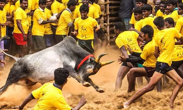 ಮಧುರೈ: ಜಲ್ಲಿಕಟ್ಟು ಸ್ಪರ್ಧೆಯಲ್ಲಿ ಭಾಗವಹಿಸಿದ್ದ 46 ಮಂದಿಗೆ ತೀವ್ರ ಗಾಯ- ವಿಡಿಯೋ