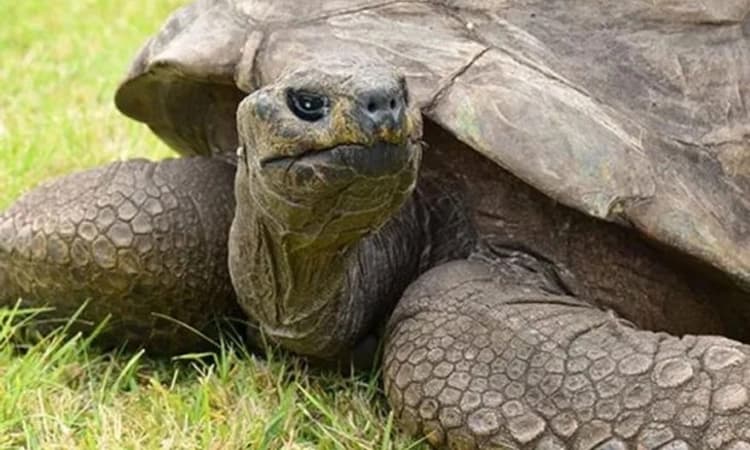 190 ವರ್ಷ ಪೂರೈಸಿದ ಆಮೆ ಜೊನಾಥನ್ : ಗಿನ್ನೆಸ್ ಪುಟ ಸೇರ್ಪಡೆ