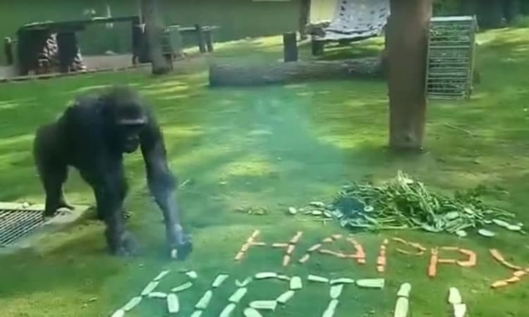 ಮೈಸೂರು ಮೃಗಾಲಯದಲ್ಲಿ ಗೊರಿಲ್ಲಾ ಹುಟ್ಟುಹಬ್ಬ ಆಚರಣೆ