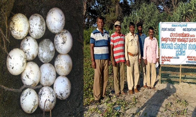 ಅಳಿವಿನಂಚಿನಲ್ಲಿರುವ ಆಲಿವ್ ರಿಡ್ಲೇ ಕಡಲಾಮೆಯ 70 ಕ್ಕೂ ಹೆಚ್ಚು ಮೊಟ್ಟೆಗಳು ಪತ್ತೆ