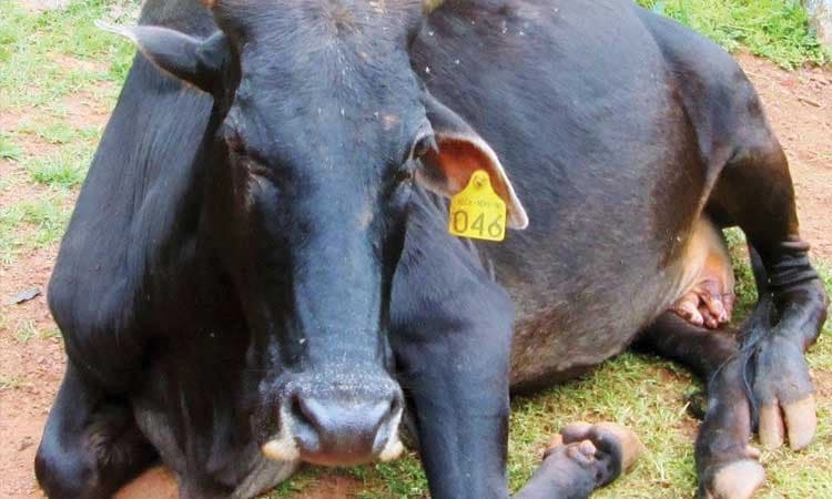 32 ವರ್ಷಗಳ ಸುದೀರ್ಘ ಪಯಣ ಮುಗಿಸಿದ ನಾಗಿ!