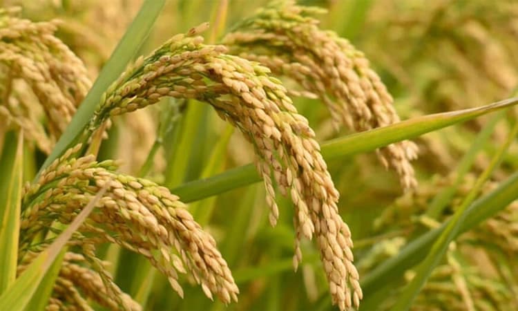 ದ.ಕ. ಜಿಲ್ಲೆ: ಭತ್ತ ಖರೀದಿಗೆ ದರ ನಿಗದಿ