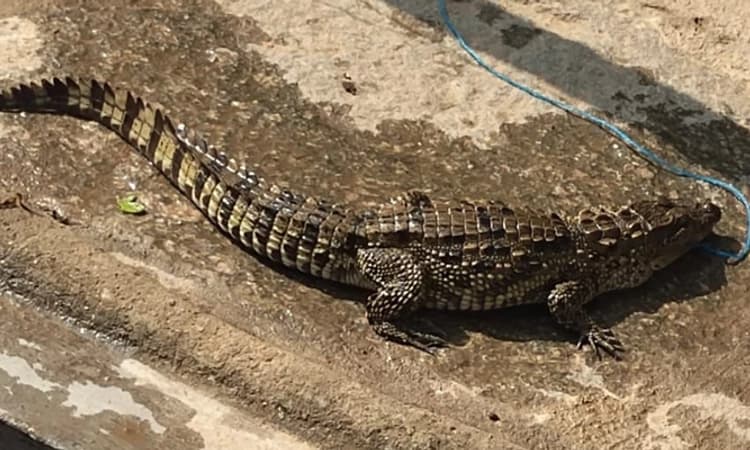 ಶಿವಮೊಗ್ಗ; ಮೀನು ಹಿಡಿಯಲು ಗಾಳ ಹಾಕಿದವರಿಗೆ ಸಿಕ್ಕಿದ್ದು ಮೊಸಳೆ!