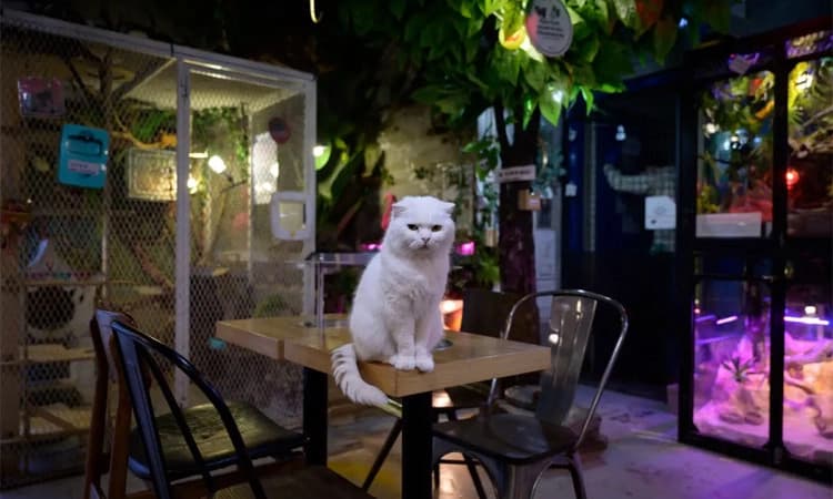 ಮನೆಗೇ ಬೆಂಕಿ ಇಡುವ ಬೆಕ್ಕುಗಳು! ಹುಷಾರಾಗಿರಿ ಎಂದು ಸರ್ಕಾರದಿಂದ ಎಚ್ಚರಿಕೆ