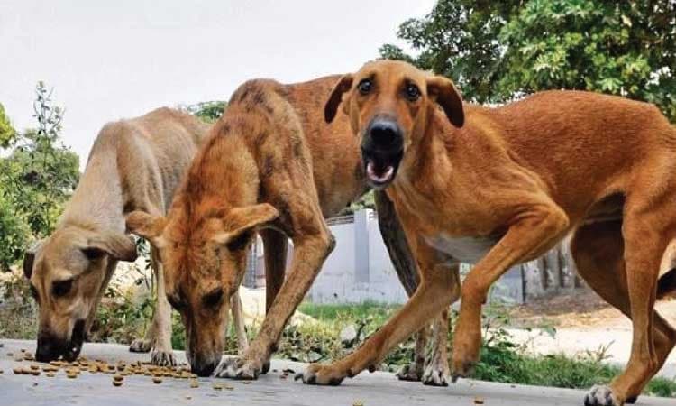 ನಾಯಿಗಳ ದಾಳಿಗೆ 5 ಮೇಕೆಗಳು ಬಲಿ