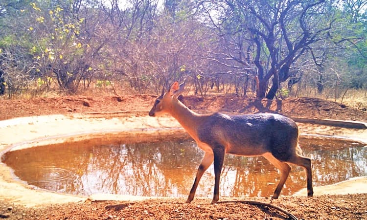 ಅಳಿವಿನಂಚಿನ ಕೊಂಡುಕುರಿ ಸಂತತಿ ಮೂರು ಪಟ್ಟು ಹೆಚ್ಚಳ