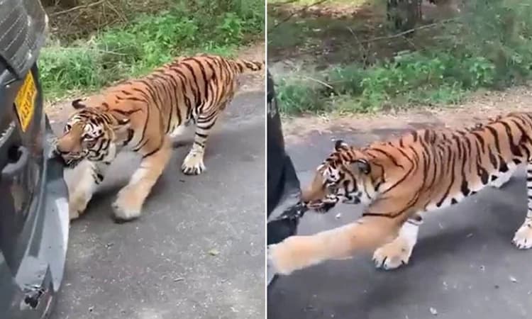 ಮಹೀಂದ್ರಾ ಜೈಲೋ ವಾಹನವನ್ನು ಕಚ್ಚಿ ಎಳೆದ ಹುಲಿ- ವಿಡಿಯೋ ವೈರಲ್‌