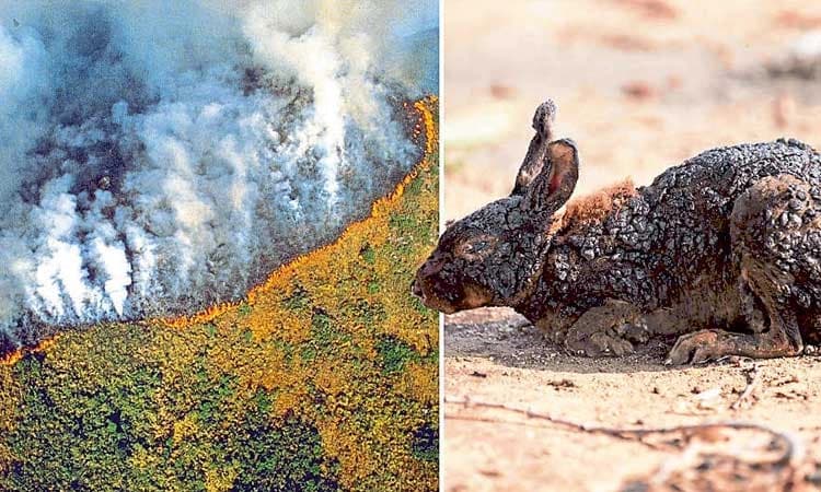 ಬ್ರೆಜಿಲ್‌ ದುರಂತದ ಕರಾಳ ರೂಪದ ಅನಾವರಣ: ಕಾಳ್ಗಿಚ್ಚಿಗೆ 1.70 ಕೋಟಿ ಜೀವಿಗಳು ಭಸ್ಮ 