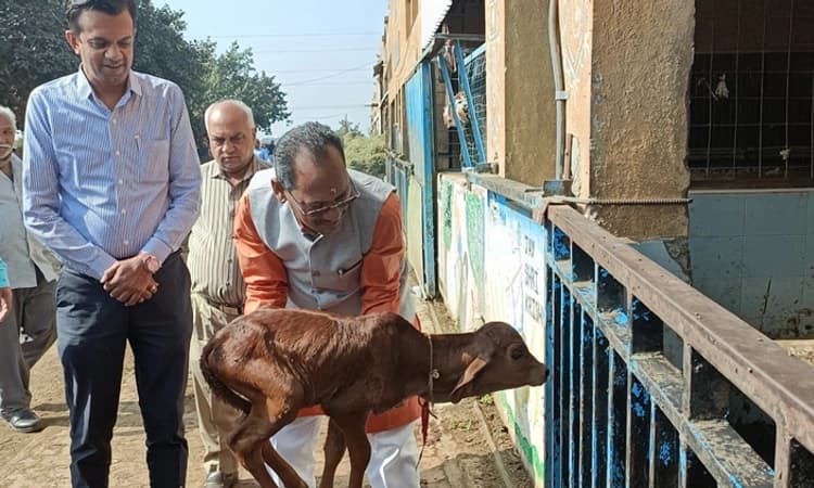 ಗೋಶಾಲೆಯ ತ್ಯಾಜ್ಯದಿಂದ ಗ್ಯಾಸ್ ಉತ್ಪಾದನೆ : ಸಚಿವ ಪ್ರಭು ಚವ್ಹಾಣ್