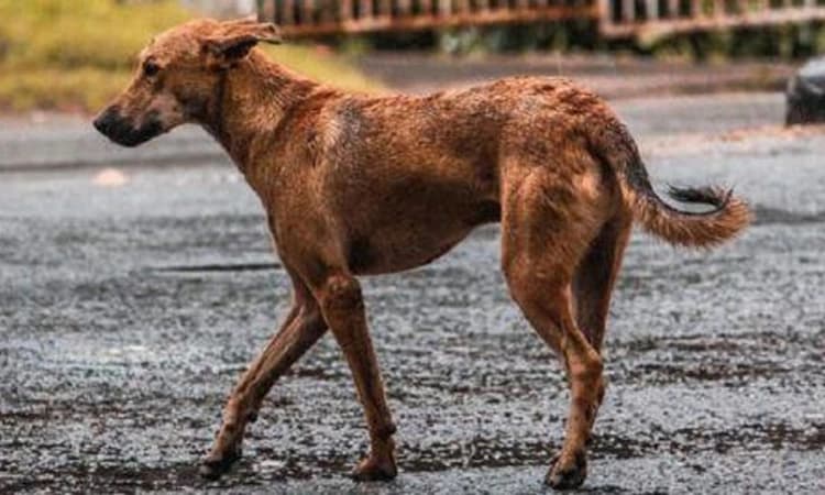 ನಾಯಿಗೆ ಕಲ್ಲು: ಉಡುಪಿಯಲ್ಲಿ ಎರಡು ಕುಟುಂಬಗಳ ನಡುವೆ ತಾರಕಕ್ಕೇರಿದ ಜಗಳ