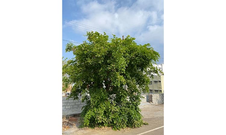 UV Fusion: ಬಿರು ಬೇಸಿಗೆಯ ಸ್ವಾಭಾವಿಕ ಚಪ್ಪರ ಈ ಹೊಂಗೆ ಮರ