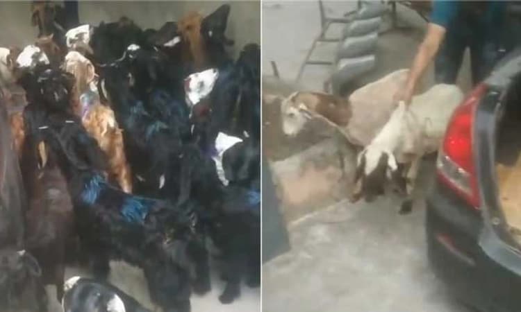 Delhi Police: ಮಾರುತಿ ಸ್ವಿಫ್ಟ್‌ ಕಾರಿನಲ್ಲಿ 30ಕ್ಕೂ ಅಧಿಕ ಕುರಿ, ಮೇಕೆ ಸಾಗಾಟ!