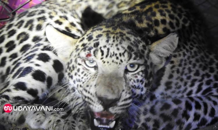 Gangavathi; ಪರಾರಿಯಾಯ್ತು ಮೇಕೆ ಹಿಡಿಯಲು ಬಂದು ಸೆರೆಯಾಗಿದ್ದ ಚಿರತೆ