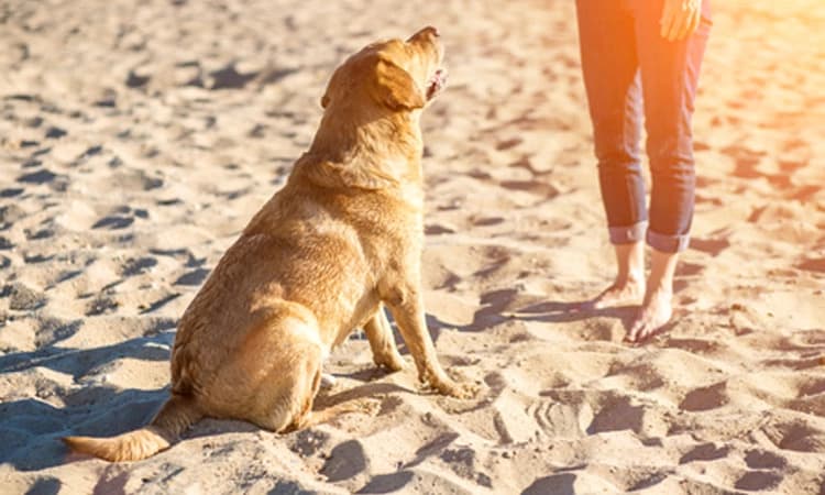 ಶಂಕಿತ ಮೆದುಳು ಜ್ವರಕ್ಕೆ ಶ್ವಾನಗಳು ಬಲಿ!ಮಾರ್ಚ್‌ನಲ್ಲಿ 604ಕ್ಕೂ ಅಧಿಕ ಶಂಕಿತ ಪ್ರಕರಣ ದಾಖಲು