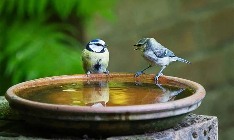 Summer: ಬಿಸಿಲಿನ ತಾಪಕ್ಕೆ ಕಂಗಾಲಾಗಿರುವ ಜೀವ ಸಂಕುಲ