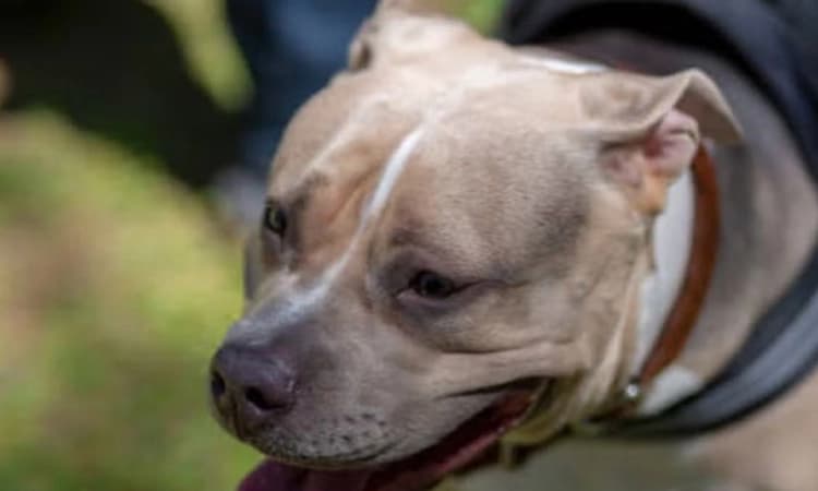 Beltangady: ಮನೆ ಮಾಲಕಿ ಮೇಲೆ ಸಾಕು ನಾಯಿ ದಾಳಿ