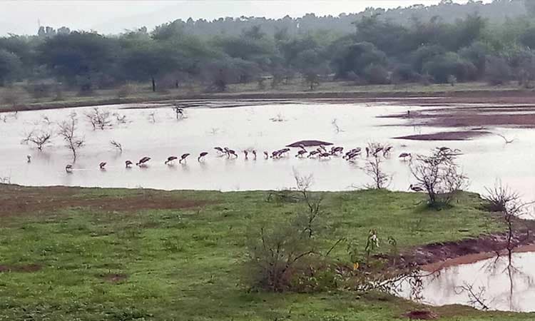 ನೀರಿನ ಕೊರತೆಯಿಂದ ಆಹಾರಕ್ಕೆ ಕೊಕ್ಕರೆಗಳ ಪರದಾಟ