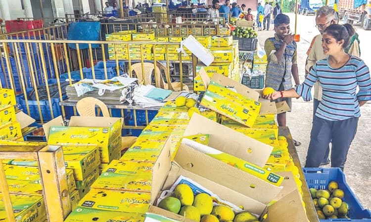 17 ಟನ್‌ ಮಾರಾಟ: 15 ಲ.ರೂ. ವಹಿವಾಟು