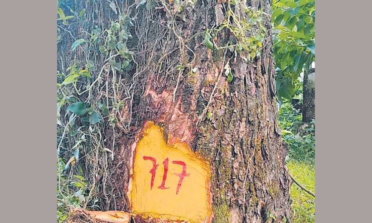 ಹೆದ್ದಾರಿ ಅಭಿವೃದ್ಧಿ: ಮರಗಳ ತೆರವಿಗೆ ಕ್ಷಣಗಣನೆ