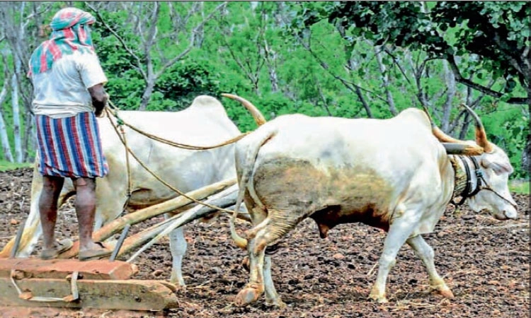 ಮುಂಗಾರು ಹಂಗಾಮಿಗೆ ರೈತ ಸಜ್ಜು