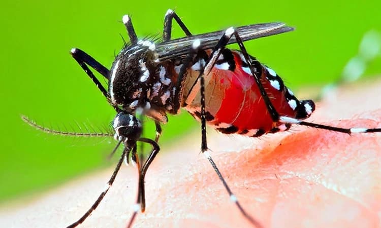 ರೋಗರುಜಿನ ತಡೆಗೆ ಆರೋಗ್ಯ ಇಲಾಖೆ ನಿಗಾ