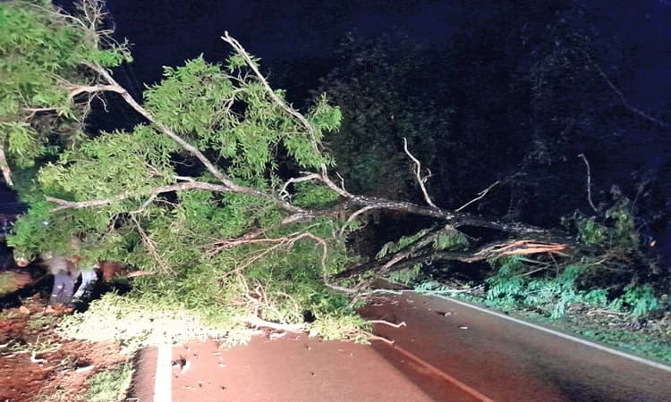 ರಾಜ್ಯ ಹೆದ್ದಾರಿಗೆ ಮರ ಬಿದ್ದು ಸಂಚಾರಕ್ಕೆ ತೊಡಕು