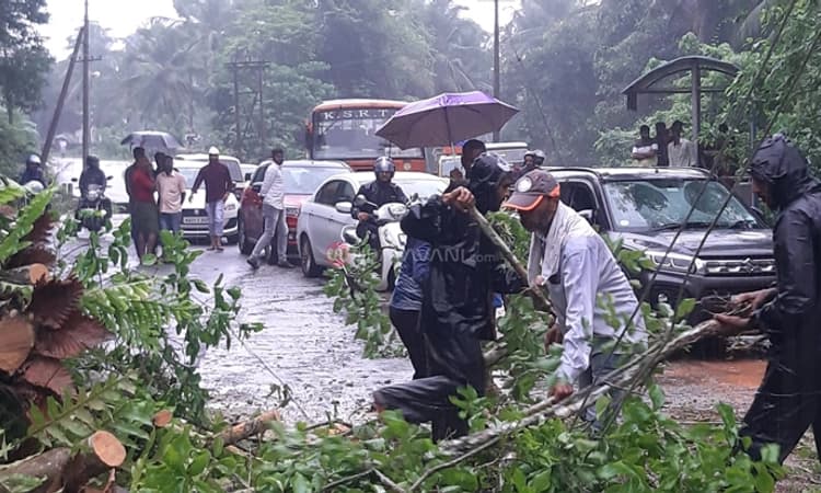 ವಿಟ್ಲ: ಭಾರಿ ಮಳೆಗೆ ರಸ್ತೆಗೆ ಬಿದ್ದ ಮರ : ವಾಹನ ಸಂಚಾರ ಅಸ್ತವ್ಯಸ್ತ