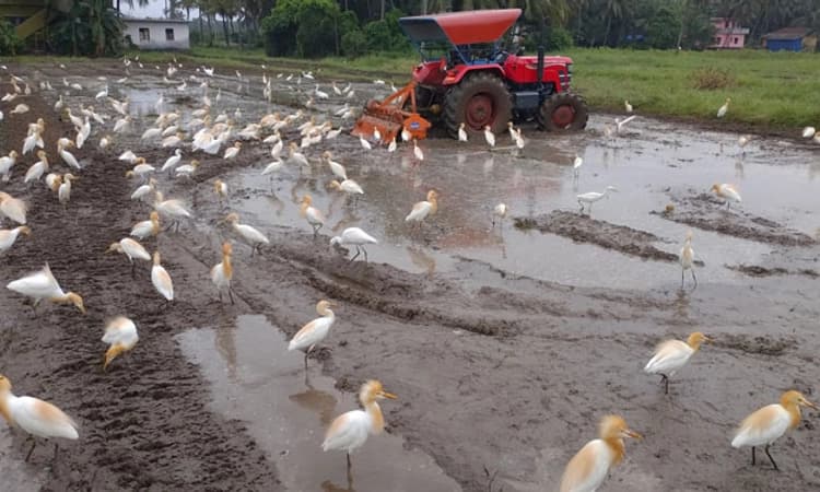 ಬಿತ್ತನೆ ಬೀಜ, ಗೊಬ್ಬರ ವಿತರಣೆ ಶೀಘ್ರ ಆರಂಭ; ಕರಾವಳಿಯಲ್ಲಿ ಕೃಷಿ ಚಟುವಟಿಕೆಗೆ ಚಾಲನೆ