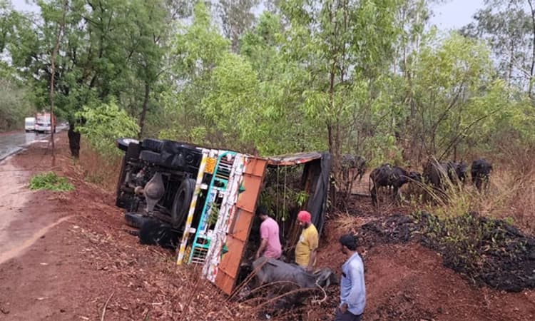 ಲಾರಿ ಪಲ್ಟಿ :ಕಸಾಯಿಖಾನೆಗೆ ಸಾಗಿಸಲಾಗುತ್ತಿದ್ದ 15ಕ್ಕೂ ಅಧಿಕ ಎಮ್ಮೆಗಳು ಸಾವು