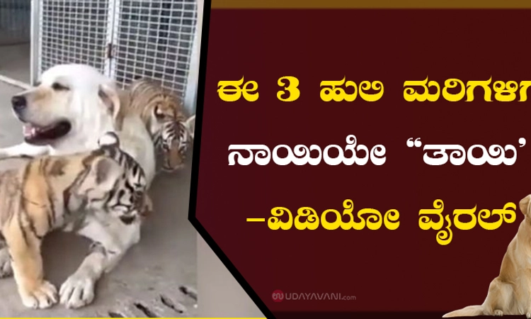ಈ 3 ಹುಲಿ ಮರಿಗಳಿಗೆ ನಾಯಿಯೇ “ತಾಯಿ’!-ವಿಡಿಯೋ ವೈರಲ್