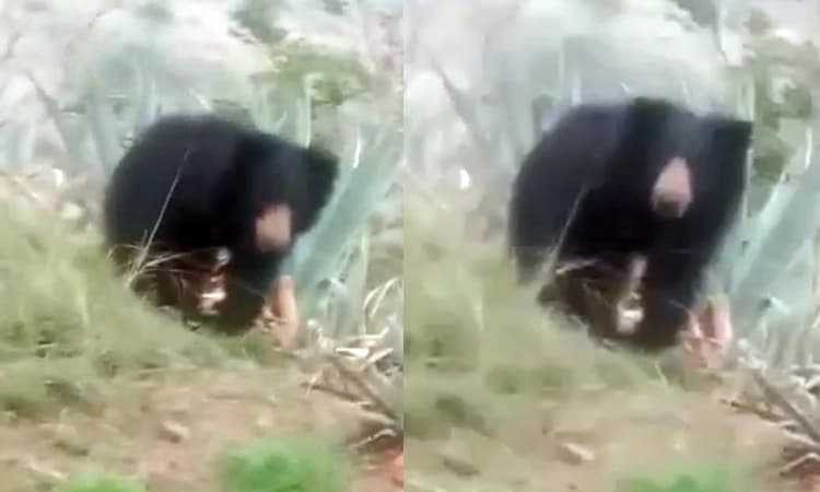 ಬೇಡರಶಿವನಕೆರೆ ಗ್ರಾಮದಲ್ಲಿ ಕರಡಿ ಪ್ರತ್ಯಕ್ಷ : ಅರಣ್ಯ ಸಿಬಂದಿಗಳಿಂದ ಕಾರ್ಯಾಚರಣೆ