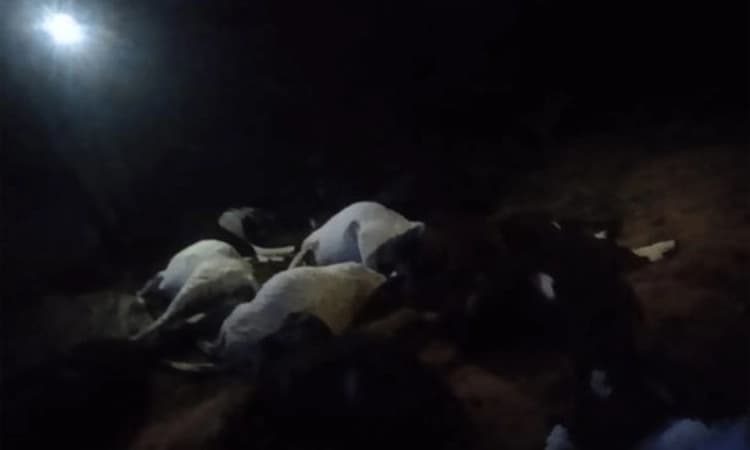 ಅಜ್ಜಂಪುರ: ಸಿಡಿಲು ಬಡಿದು 18 ಕುರಿಗಳು ಸಾವು