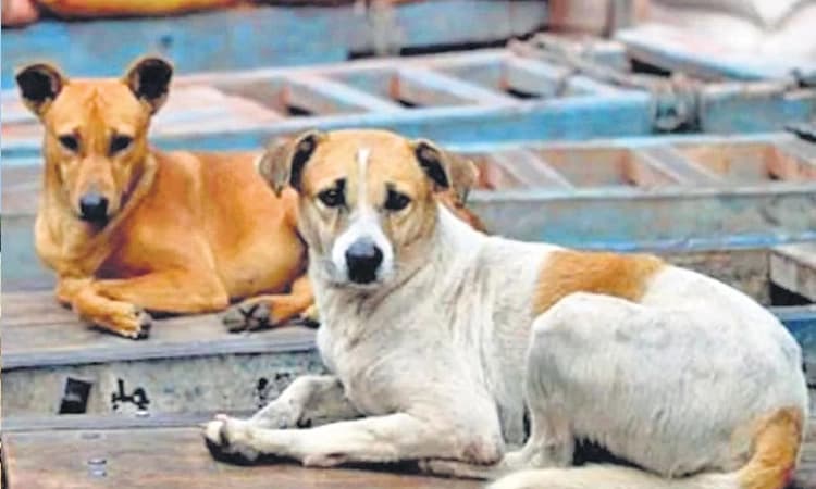ಬೀದಿನಾಯಿ ನಿಯಂತ್ರಣಕ್ಕೆ ಸಂತಾನಶಕ್ತಿ ಹರಣ ಚಿಕಿತ್ಸೆ