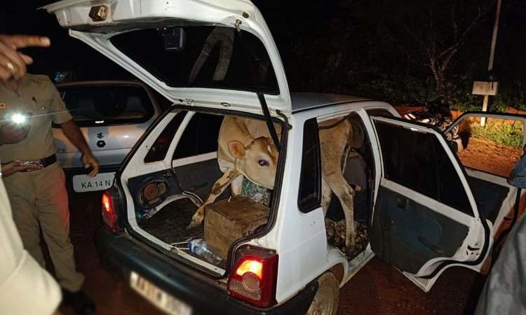 ಸುಳ್ಯ: ಅಕ್ರಮ ದನ ಸಾಗಾಟ; ಕಾರು ಸಮೇತ ಓರ್ವನ ಬಂಧನ