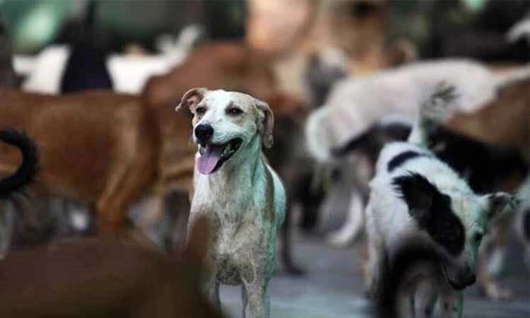 ಪುಣೆ: ಎರಡು ವರ್ಷಗಳಿಂದ ನಾಯಿಗಳ ಕೋಣೆಯಲ್ಲಿ 11 ವರ್ಷದ ಮಗನನ್ನು ಕೂಡಿಟ್ಟ ತಂದೆ – ತಾಯಿ.!