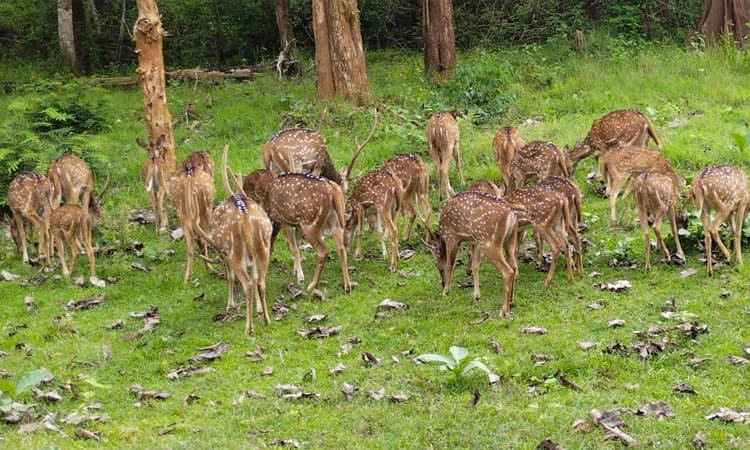 ತಂಪೆರೆದ ಮಳೆರಾಯ; ನಾಗರಹೊಳೆಯಲ್ಲಿ ವನ್ಯಜೀವಿಗಳ ಸ್ವಚ್ಛಂದ ಓಡಾಟ