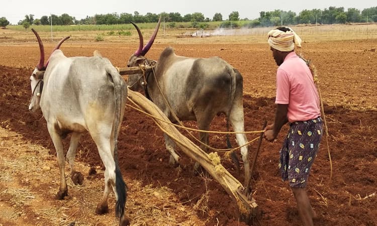 ಉತ್ತಮ ಮಳೆ: ಗರಿಗೆದರಿದ ಕೃಷಿ ಕಾರ್ಯ