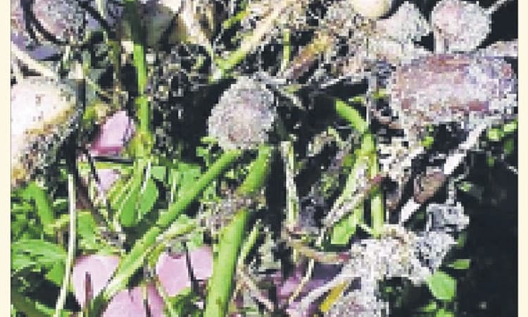 ಶೇಂಗಾ ಇಳುವರಿ ಭಾರೀ ಕುಸಿತ, ರೈತರಲ್ಲಿ ಆತಂಕ