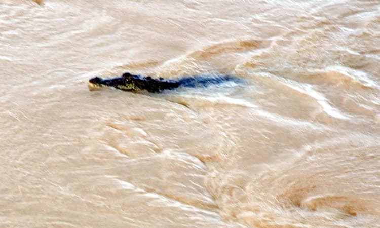 ನದಿ ತೀರದ ಜನರಿಗೆ ಮೊಸಳೆಗಳ ಆತಂಕ